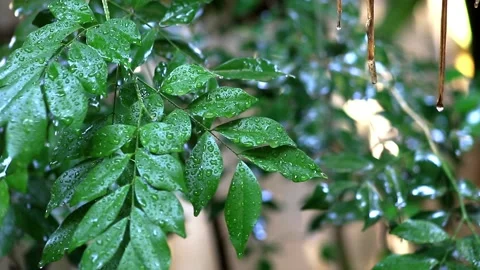 Water droplet Stock Footage 203837614