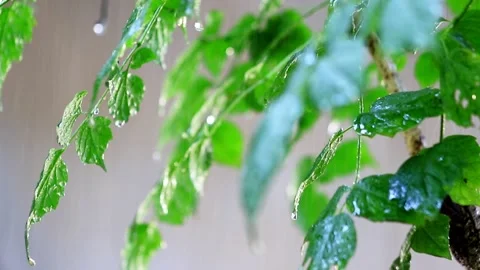Water droplet Stock Footage 203837616