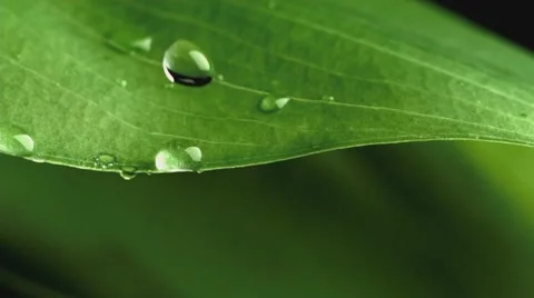 Water droplet on leaf Stock Footage 7909135