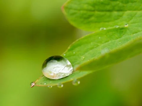 Water Droplet on Leaf Stock Photos