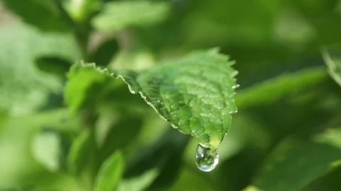 Water Droplet On Mint Leaf, macro 1000 FPS Stock Footage