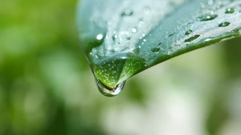 Water droplet slowly forms at tip of leaf and falls. Close up. Stock Footage 110698456