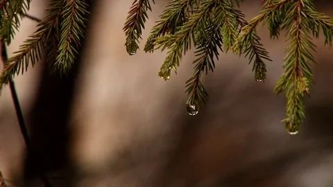 Water droplet on tree branch Stock Footage 70925255