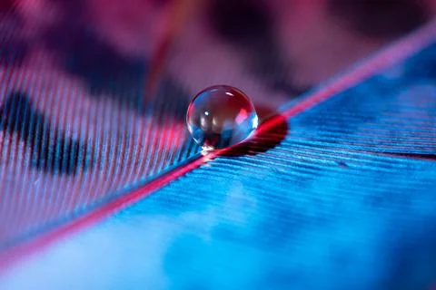 Water droplet on a vibrant feather. Stock Photos
