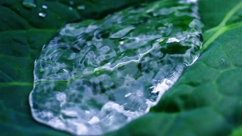 Water droplet vibrating on a green leaf Stock Footage 306596997