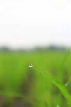 Water droplets 4 Stock Photos