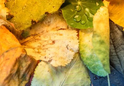 Water droplets on assorted leafs Autumn foliage Stock Photos