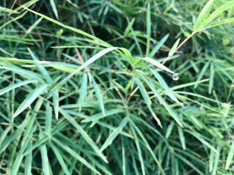 Water Droplets on Bamboo Leaf Tips after Rain in Green Foliage Stock Photos