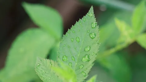 Water Droplets on Blackberry Leaf Slow Zoom In Stock Footage 342138368