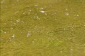 Water Droplets Bouncing on Surface 04 Loop slow x7 Footage