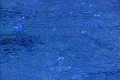 Water Droplets Bouncing on Surface 05 Blue Loop slow x7 Footage