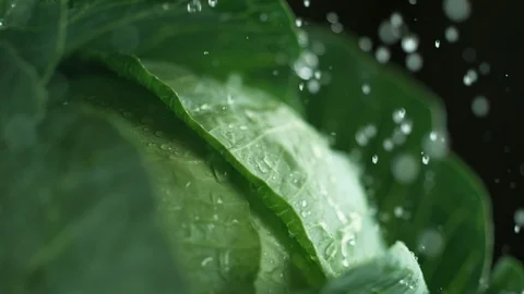 Water droplets on broccoli. Slow Motion. Stock Footage 87234483