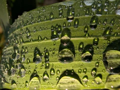 Water Droplets Casting Shadows on Leaf with Flash Light Foto stock