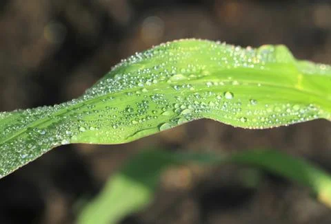 Water droplets on corn leaf Foto stock