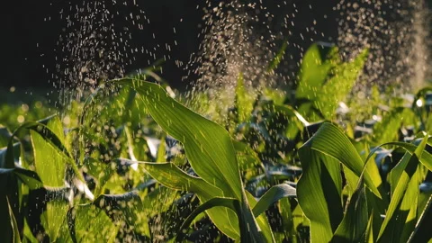 Water droplets onto corn leaves using drip irrigation systems Stock Footage 297528767
