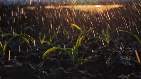 Water droplets onto corn leaves using drip irrigation systems Stock Footage 299315366
