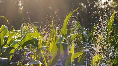 Water droplets onto corn leaves using drip irrigation systems Stock Footage 299582266