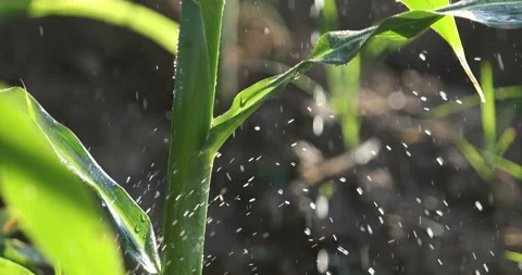 Water droplets on the corn plant, water with corn, Stock Footage
