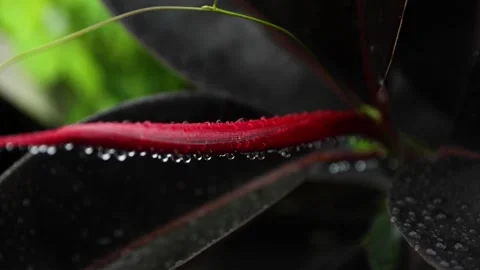 Water Droplets on Dark Tropical Leaf in Macro Close-Up Stock-Footage 339418347