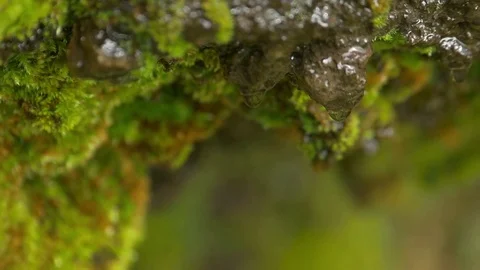 Water droplets dripping from an algae-covered rock surface Stock Footage 74908017
