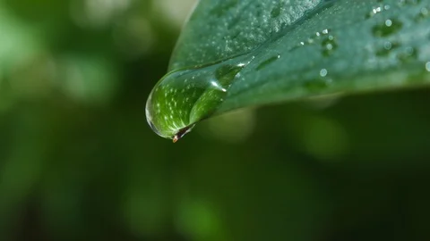 Water droplets drop from tip of leaf during rain. Close up / macro. Video stock 110698920