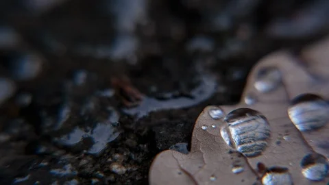 Water droplets on dry leaf Stock-Footage 94884697