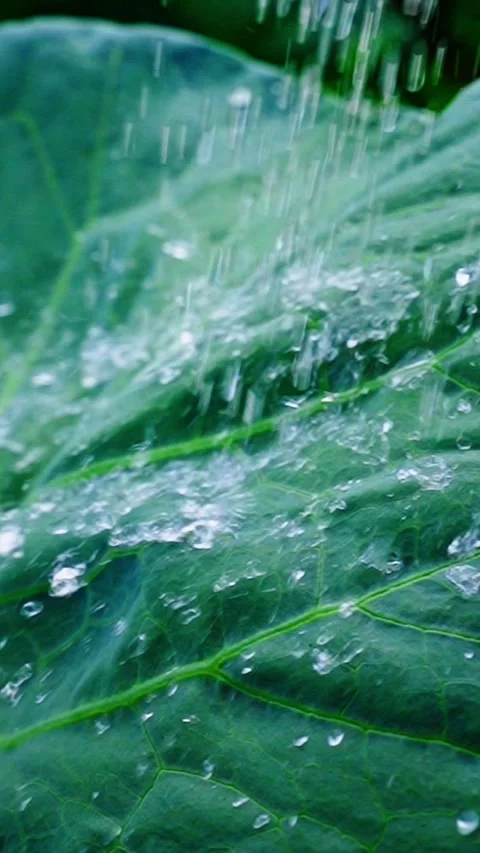 Water droplets fall gently on vibrant green leaves, showcasing nature's beauty Stock-Footage 309019765