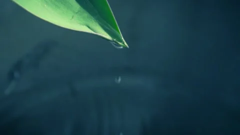 Water droplets fall from the green leaf Stock Footage 151413077