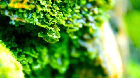 Water droplets fall from green moss in damp forest Video stock 332283010