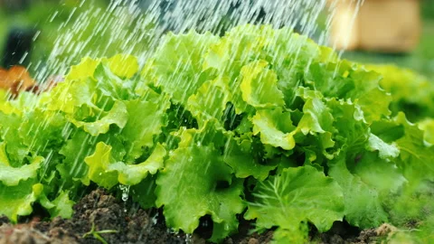 Water droplets fall on lettuce leaves in the garden Stock Footage 146326078