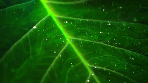 Water droplets fall in slow motion onto a large tropical leaf, bouncing off.. Video stock 288305216