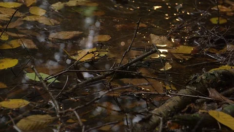 Water Droplets Fall on Swamp Puddle 库存影片 113713442