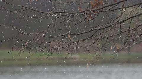 Water droplets fall from tree, slow motion, stock video Stock Footage 87569864