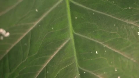 Water droplets fall onto a tropical leaf in slow motion, scattering and bou.. Stock-Footage 288563972