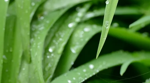 Water droplets falling down from leaves Stock Footage 62283139