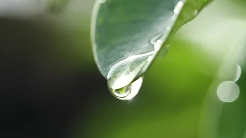 Water droplets falling on fresh green leaf reflect sunlight in morning Stock Footage