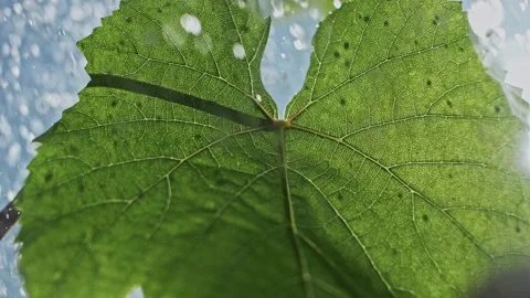 Water droplets falling on a grape leaf in slow motion ultra close-up macro. Stock Footage 270060751