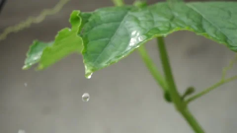 WATER DROPLETS FALLING ON LEAF Stock Footage 134892713