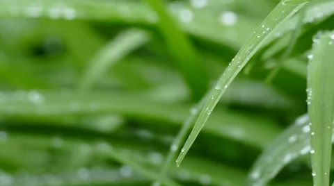 Water droplets falling from leaves Stock Footage 62282215