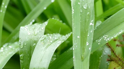 Water droplets falling from leaves Stock Footage 62284138