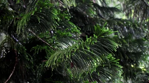 Water droplets falling from leaves of a tree after a rain Stock Footage 252054741