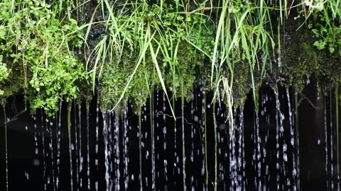 Water droplets falling from lush green moss and grass against a dark Stock Footage 329510471