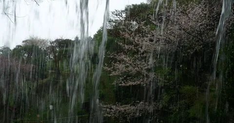 Water Droplets Falling with Swaying Cherry Blossoms in Japanese Garden Stock Footage 333058959