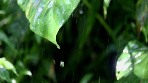 Water droplets falling from the tips of green leaves during rain Stock Footage 321264641
