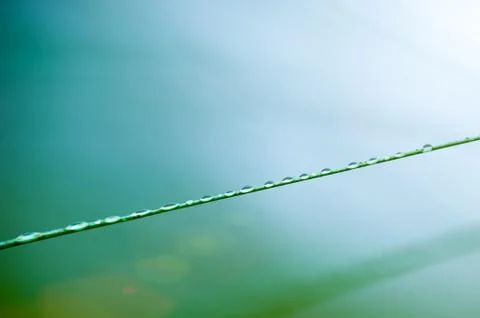 Water droplets on flora. Stock Photos