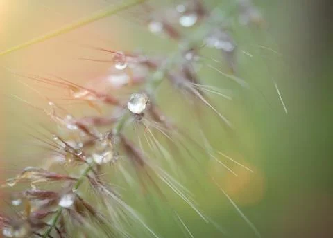 Water droplets on flora. Stock-Fotos