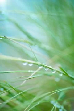Water droplets on flora. Foto stock
