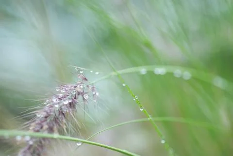 Water droplets on flora. Stock Photos