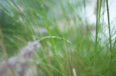 Water droplets on flora. Stock-Fotos