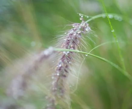 Water droplets on flora. Stock Photos